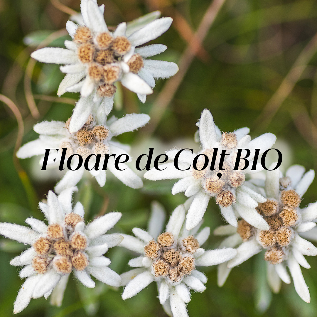 Floare de Colț BIO (Edelweiss)